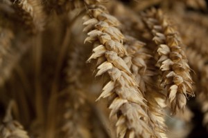 blé champs de blé