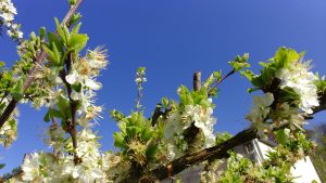 soleil-printemps-arbre-fleurit