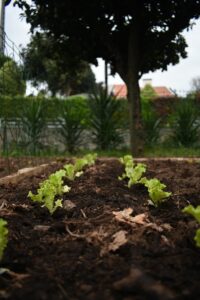 potager bio chez soi potager bio chez soi