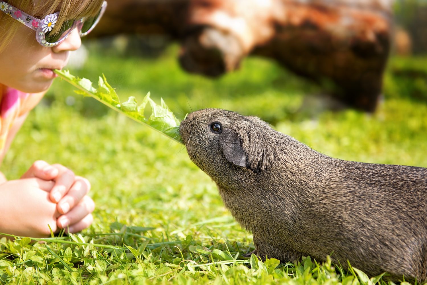 Animal de compagnie : Lequel choisir pour un jeune enfant ?